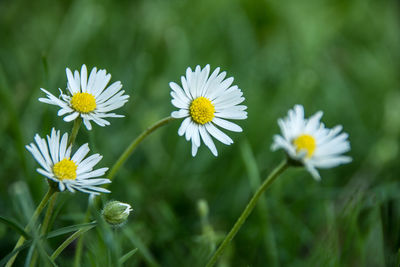 Close-up of white daisy flowers