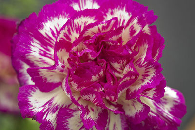 Close-up of purple flower blooming outdoors