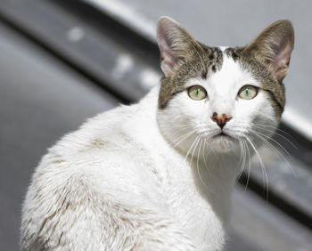 Close-up portrait of cat