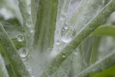 Close-up of water drops on leaf