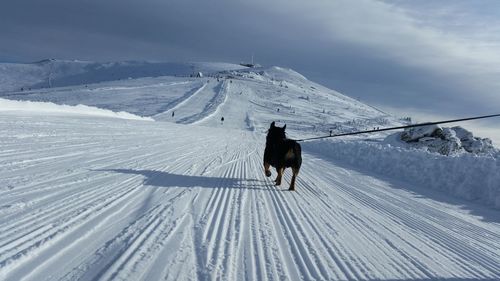 Horse on snow against sky