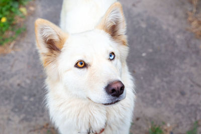 Close-up portrait of a white dog with heterochromia. eyes of different colors. day of dogs.