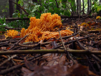 Close-up of autumn trees in forest