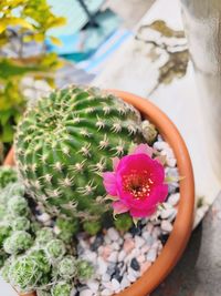 High angle view of potted plant