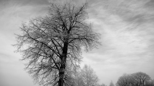 Low angle view of bare tree against sky