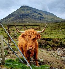 Highland cow looking straight at us