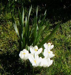 Close-up of white flowers blooming in field