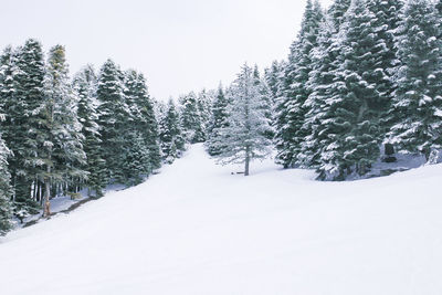 Snow covered pine trees against sky