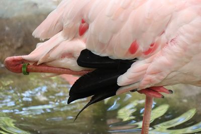 Close-up of a bird