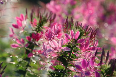 Close-up of pink flowering plant