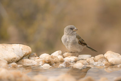 Close-up of bird perching on rock