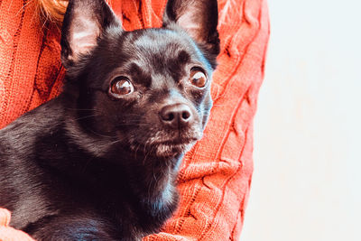 Close-up portrait of black puppy