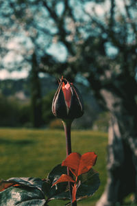 Close-up of red flower on tree