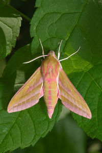 Close-up of butterfly on leaf