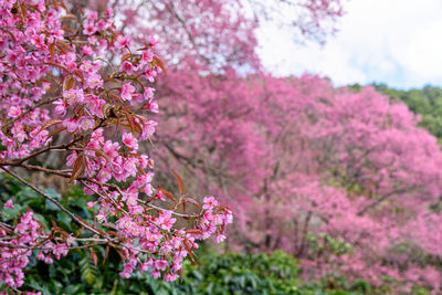 Close-up of pink cherry blossoms in spring