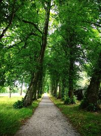 Road amidst trees in forest