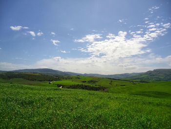 Scenic view of field against sky