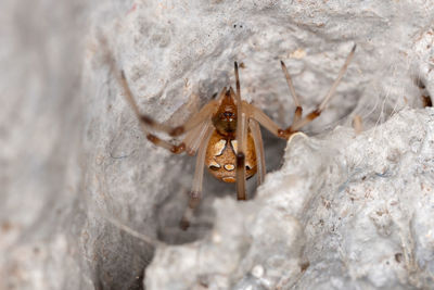 Close-up of insect on rock