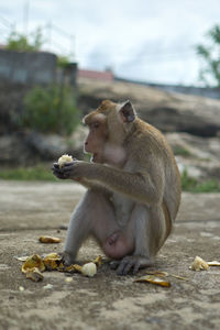 Monkey sitting outdoors