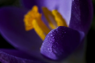 Close-up of purple flower