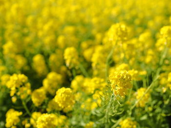 Close-up of fresh yellow flowers in field