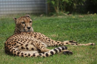 Cheetah relaxing on grassy field at lisbon zoo