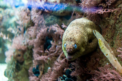 Close-up of fish swimming in aquarium