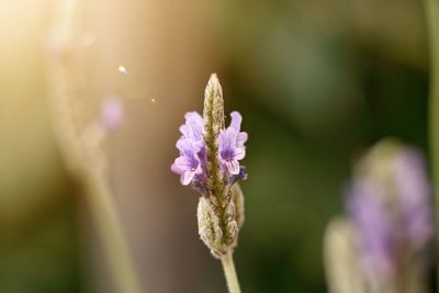 Close-up of purple flowering plant