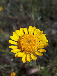 Close-up of yellow flower