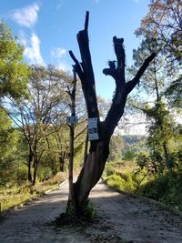 Road amidst trees against sky