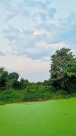 Trees on field against sky