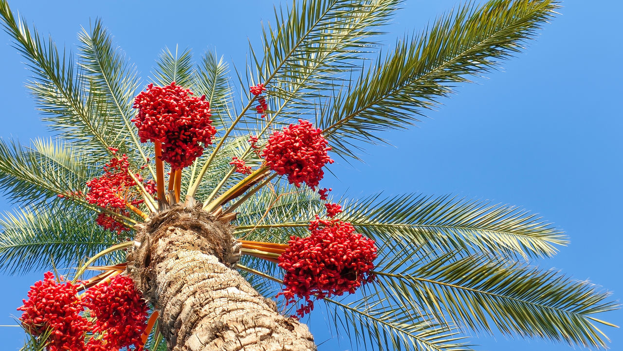 tree, plant, palm tree, tropical climate, nature, sky, red, low angle view, branch, palm leaf, no people, blue, fruit, beauty in nature, clear sky, growth, leaf, flower, date palm, borassus flabellifer, food and drink, date palm tree, outdoors, sunny, day, food, produce, trunk, tree trunk, tropical tree, tropical fruit, healthy eating, plant part, sunlight, tranquility