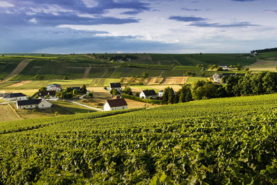 Scenic view of agricultural field against sky