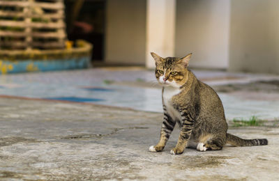 Cat sitting outdoors