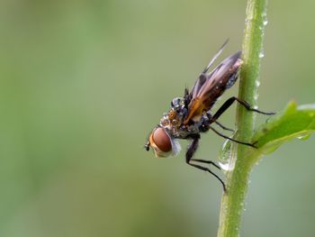 Close-up of insect on plant