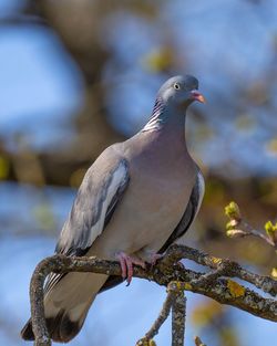 Close-up of pigeon perching on a branch