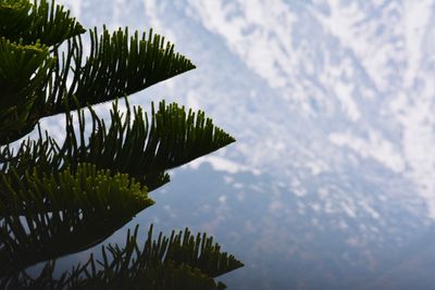 Close-up of leaf by tree against sky