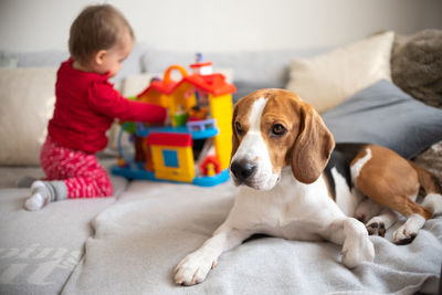 Dog with toddler in background playing on a couch. child with dog concept.