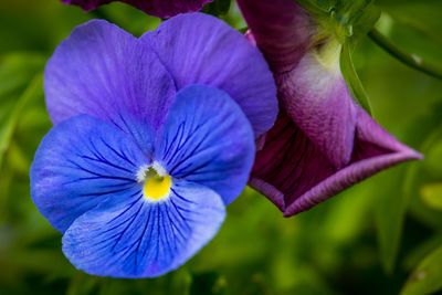 Close-up of purple flower blooming outdoors