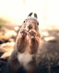 Close-up of an animal