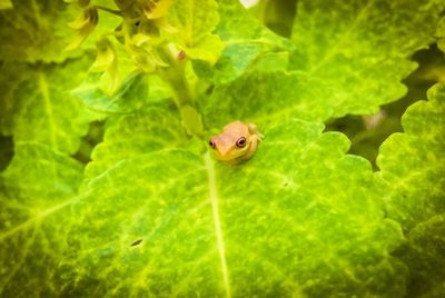 Close-up of insect on leaf