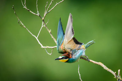 Close-up of bird perching on leaf