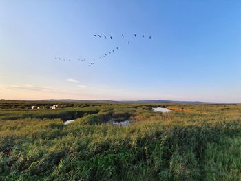 Flock of birds flying in the sky ab9ve swamp