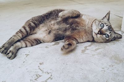 Cat lying on the ground