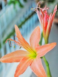 Close-up of orange day lily