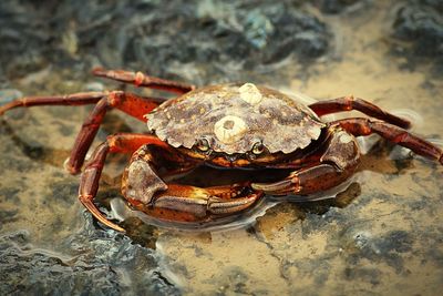 Close-up of crab