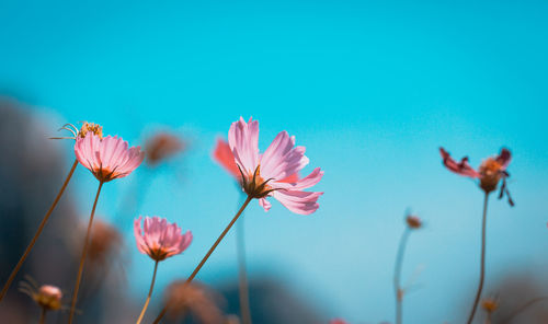 Close-up of pink flowering plants against blue sky