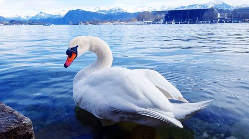 Swan floating on lake