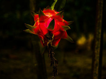 Close-up of red maple leaf