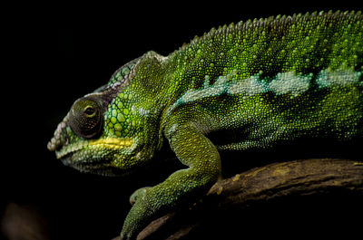 Close-up side view of chameleon on black background